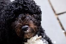 After spending eight years in the oval office and winning the. Bo Hund Wikipedia