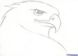 Image Result For How To Draw Realistic Animals Step By Step For Kids Pencil Drawings Of Animals Realistic Drawings Easy Animal Drawings