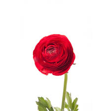 Image result for Ranunculus volkensii