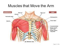 If you get bowled over by the sheer number of. Muscles Of The Shoulders Arm And Hand Ppt Download
