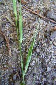 Image result for Ehrharta erecta