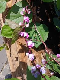 Image result for Lablab purpureus