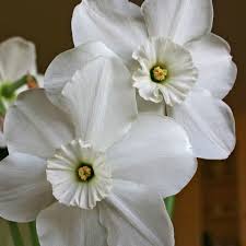 Xit Daffodil 1948 Oldhousegardens Com Daffodils