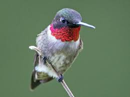 We did not find results for: Differences In Ruby Throated Hummingbirds The Wood Thrush Shop