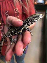 Argentine Black White Tegu Cb Babies Salvator Merianae Tegu Cute Reptiles Tegu Lizard Clint looks at the these incredible lizards to.