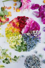 Floral Colour Wheel Capturingcolour Capture By Lucy Color Wheel Art Color Wheel Art Projects Color Wheel Projects