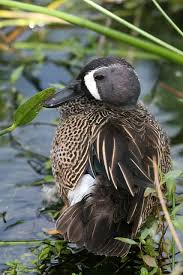 Birdsic Blue Winged Teal Hope They Will As Easy To Find On Staten Island As They Were In Florida Duck And Ducklings Bird Hunting Pet Birds