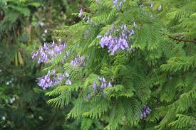 Image result for Jacaranda