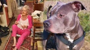 Tum Mahallenin Korktugu Pitbull Yasli Kadinin Hayatini Kurtardi Evcil Hayvan Haberleri
