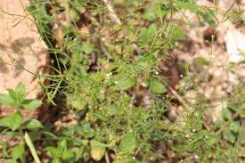 Image result for Oldenlandia herbacea