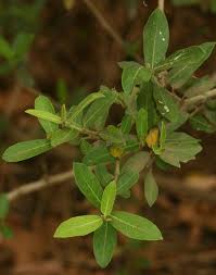 Image result for Ficus capreifolia