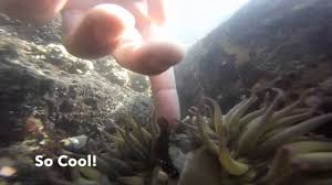 Tide pooling at fitzgerald marine reserve. Audreyvids Exploring Half Moon Bay Tide Pools Youtube