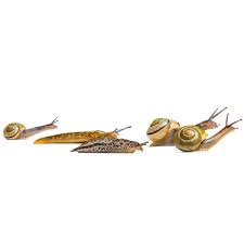 Place shallow dishes of beer around your patio and in the garden to lure the slugs to a drunken death. Eo3ozmd9humh1m