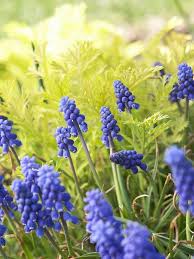 19 Of The Earliest Blooms To Look For In Spring Spring Blooming Flowers Spring Landscaping Early Spring Flowers