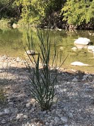 Image result for Panicum nervatum