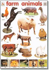 Poster Farm Animals Mighty Minds