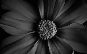 Black And White Desktop Wallpaper Hd Black And White Flower Wallpaper Hd For Desktop 6 White Flower Wallpaper Flower Desktop Wallpaper Flowers Photography