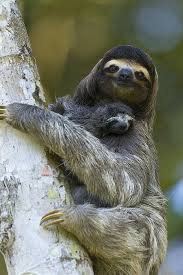 Brown Throated Three Toed Sloth Greeting Card For Sale By Suzi Eszterhas Baby Animals Animals Animals Beautiful