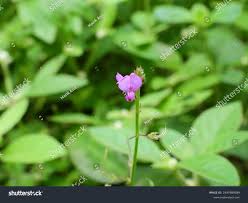 Image result for Desmodium scorpiurus