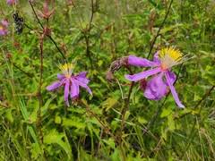 Image result for Clappertonia ficifolia