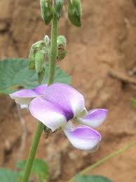 Image result for Neustanthus