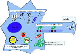 The main obstacle to developing neuroprotective therapies is a limited understanding of the key molecular events that provoke neurodegeneration. Molecular Pathogenesis Of Parkinson S Disease Update Journal Of Neurology Neurosurgery Psychiatry