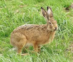 Hasen kommen nicht nur in unsere gärten, um eier zu verstecken. Feldhase Wikipedia