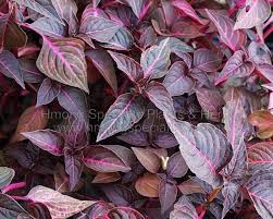 Image result for Iresine lindenii