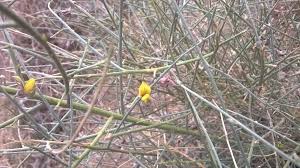 Image result for Crotalaria bernieri