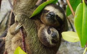 A Mother Pygmy Three Toed Sloth Cradles Her Baby In Her Arms It Is Around 6 Months Old And Will Stay With Her A Further 6 Mon Planet Earth Ii Sloth Baby Sloth