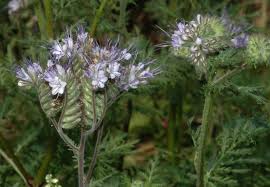 Image result for Hydrophyllaceae