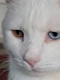 This is Milkie Moo. He has one light blue eye and one light green one. It's  summer here in Australia at the moment and he can't wait for winter again.  Here's a