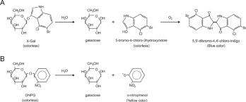 Two Ss Galactosidase Reporter Assays A X Gal Plate Assay And B The Download Scientific Diagram