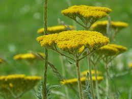 Achillea Filipendulina Fern Leaf Yarrow World Of Flowering Plants Yarrow Plant Plants Yarrow
