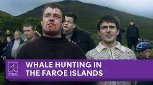 Aug 05, 2019 · residents of the remote islands kill hundreds of pilot whales during the warmer months of each year, in order to use the animals' blubber and meat to make it through the harsh winter. The Faroe Islands Annual Whale Slaughter Youtube