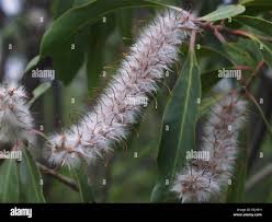 Image result for Faurea rochetiana