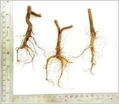 Image result for Sida veronicifolia