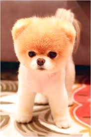 Welcome to the michigan breeders page of mini teddy bear puppies! Pomeranian Teacup Pomeranian Teddy Bear Dog Breed Novocom Top