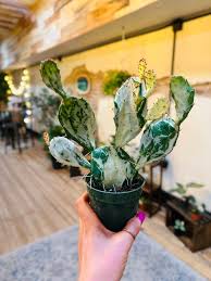 Image result for Opuntia monacantha