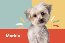 Morkie Dog Breed Information Characteristics Daily Paws