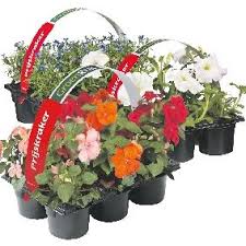 Zomerbloeiers planten in het voorjaar. Zomerbloeiers Groenrijk Prinsenbeek