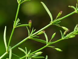 Image result for Clinopodium