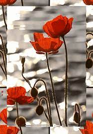 Pin On My Lovely Flowers