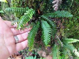 Image result for Grammitis