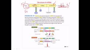 Through a process known as transcription, an rna copy of a dna sequence for creating a given protein is made. Structure Of Mrna Youtube