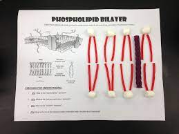 Pin By Katie Jerzewski On To Teach Teaching Cells Biology Lessons Science Biology