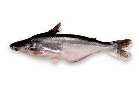 Namun hanya terbatas jenis ikan arwana hijau atau ikan arwana putih. Artikel Jenis Jenis Ikan Patin Ikan Berdaging Lezat Dan Gurih