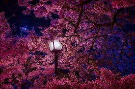 Convenient green download buttons allow you to upload images without any. Cherry Blossom Wallpapers Free Hd Download 500 Hq Unsplash