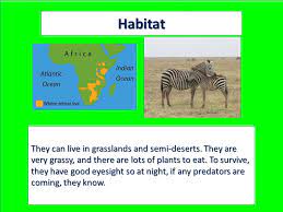 Where do they live?they live in subsahran africa.is very hot there in the summer.lots of tall grass and other plants for them to eat there. Jungle Maps Map Of Africa Where Zebras Live
