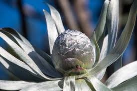 Image result for Leucadendron argenteum